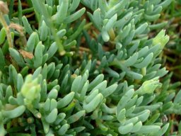 Lampranthus sociorum leaves